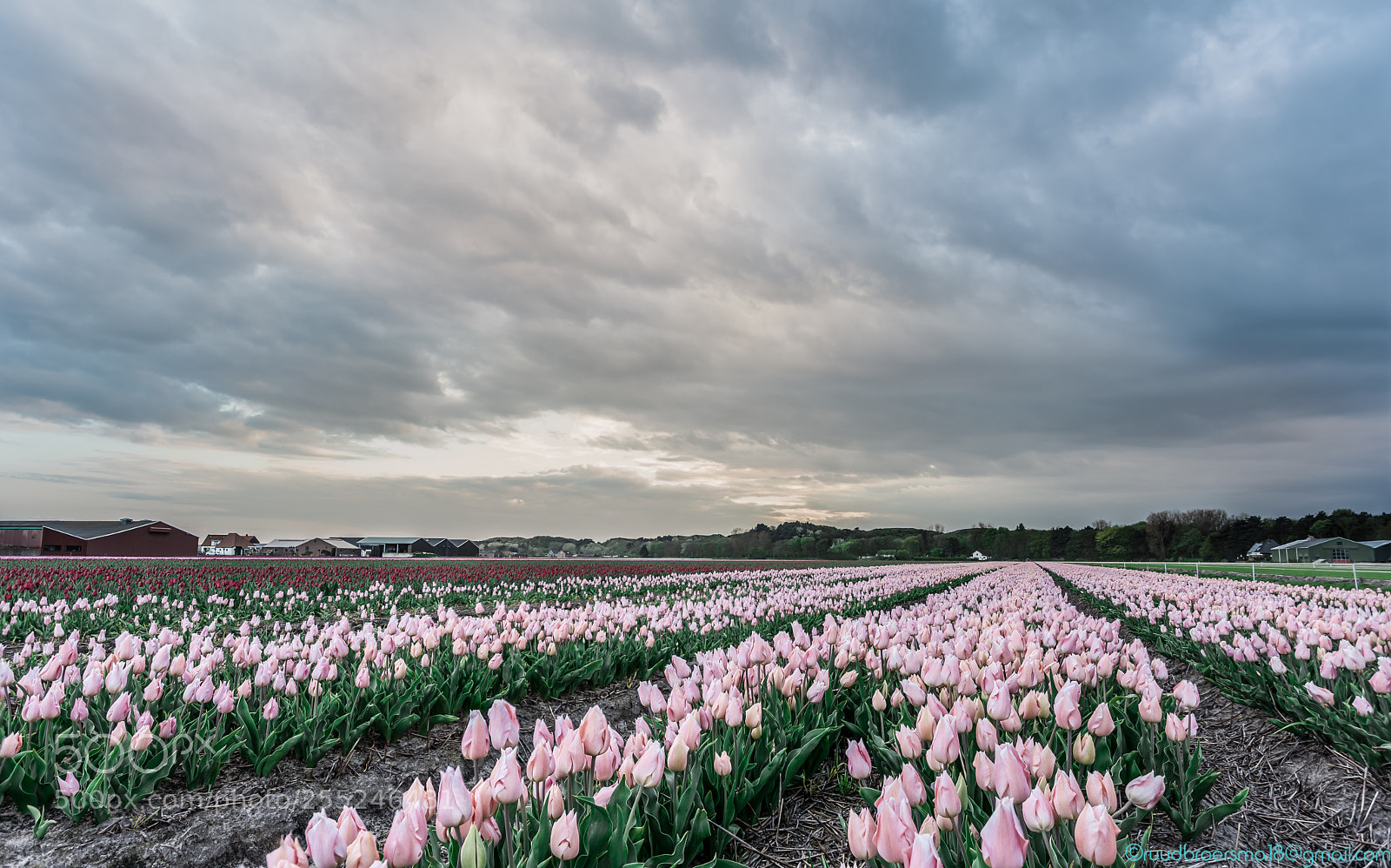 Sony a7 III sample photo. Holland tulips photography