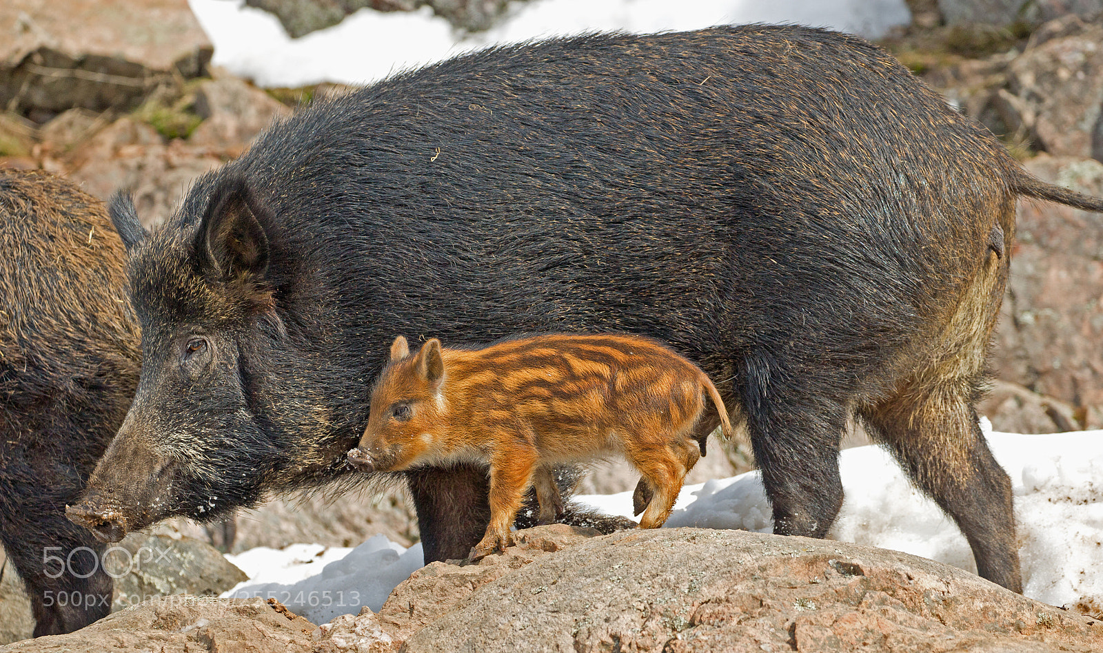 Canon EOS-1D X sample photo. Wild boars 8492 photography