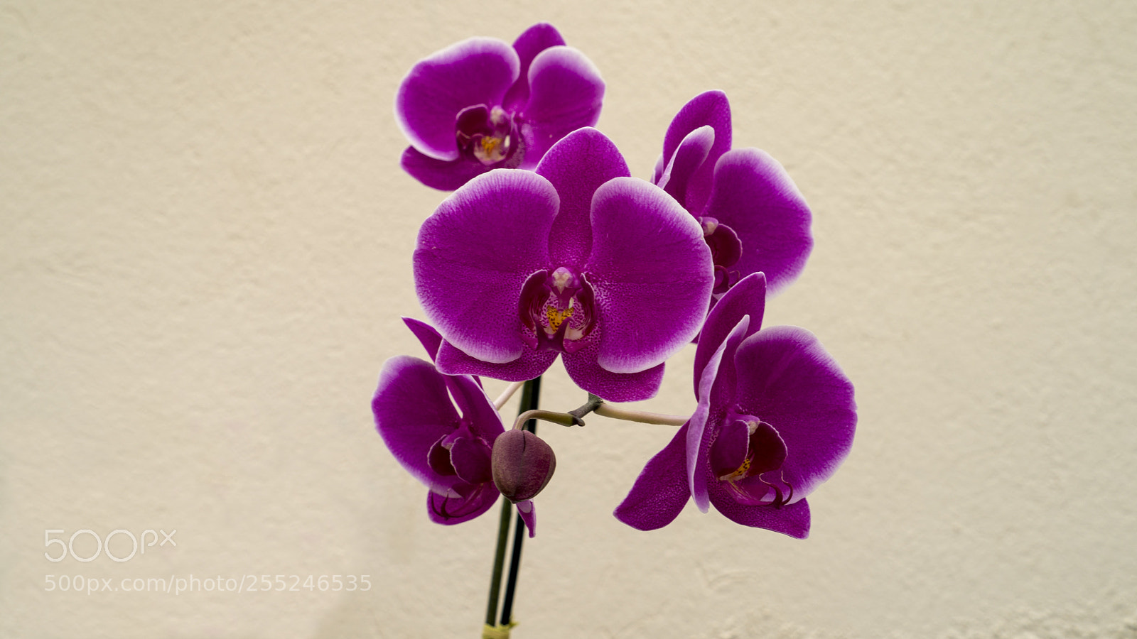Sony a9 sample photo. Orchidaceae photography