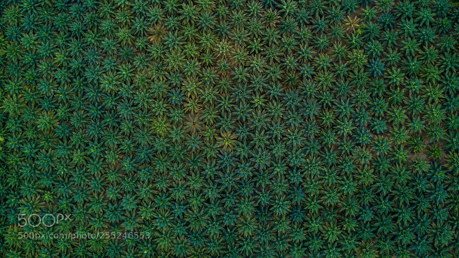 DJI FC220 sample photo. Palm oil photography