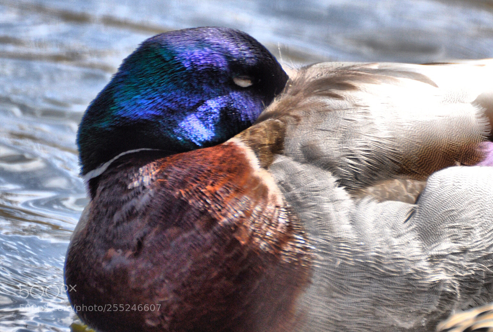 Nikon D90 sample photo. Mallard photography