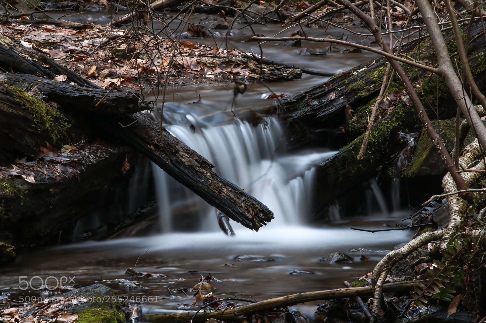 Canon EOS 750D (EOS Rebel T6i / EOS Kiss X8i) sample photo. The flow of life photography