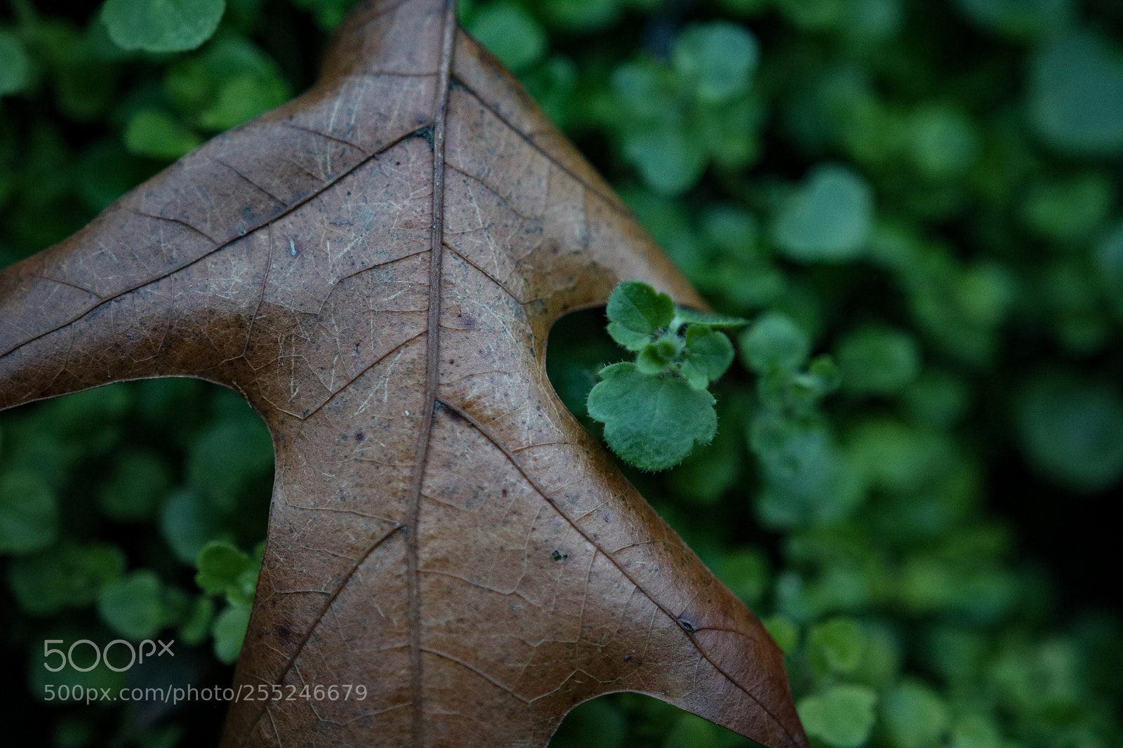 Canon EOS 750D (EOS Rebel T6i / EOS Kiss X8i) sample photo. The flow of life photography