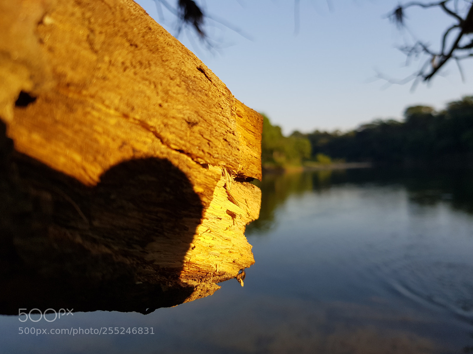 Samsung Galaxy S8+ sample photo. Tronco al río photography
