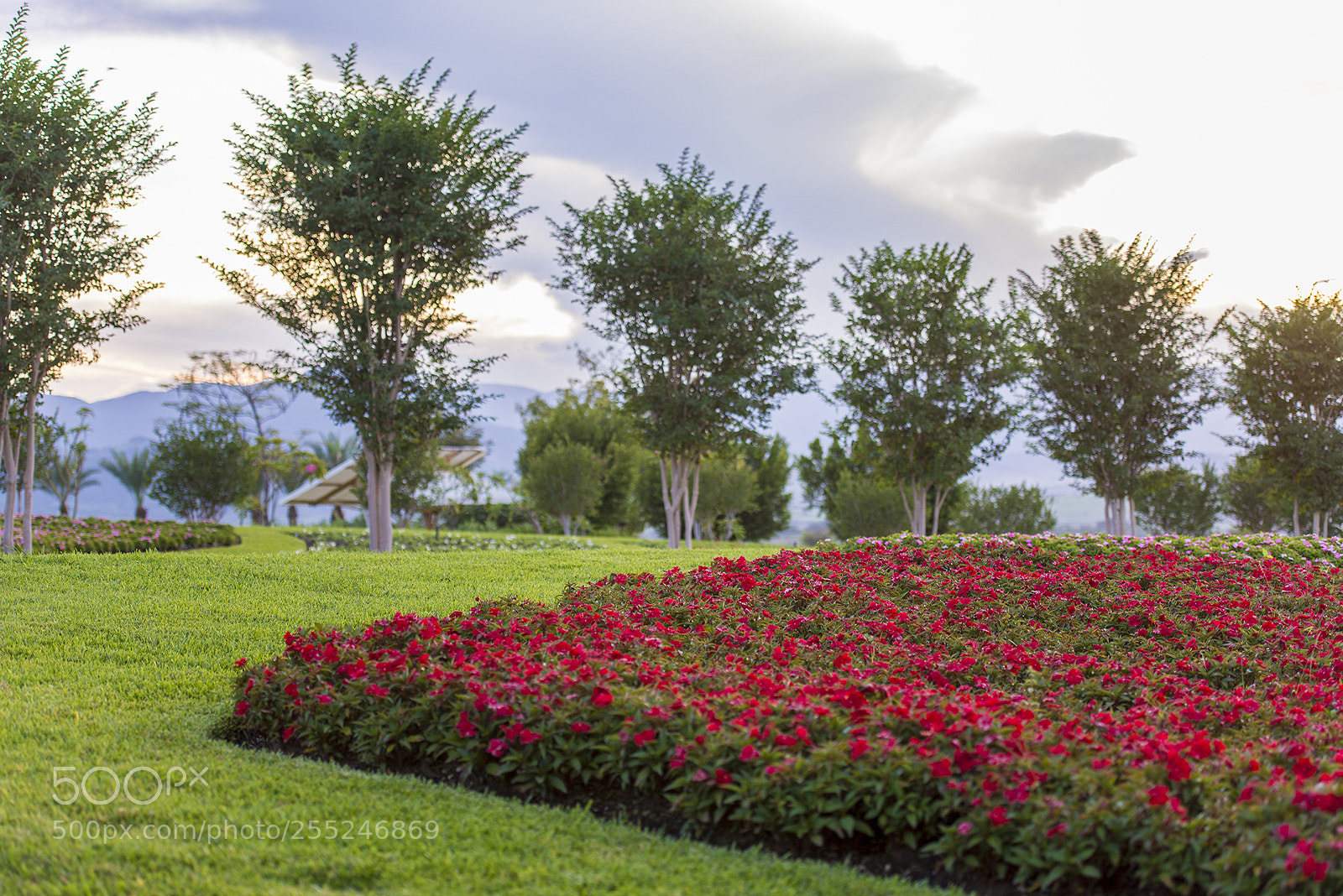 Nikon D600 sample photo. Jardines de méxico photography