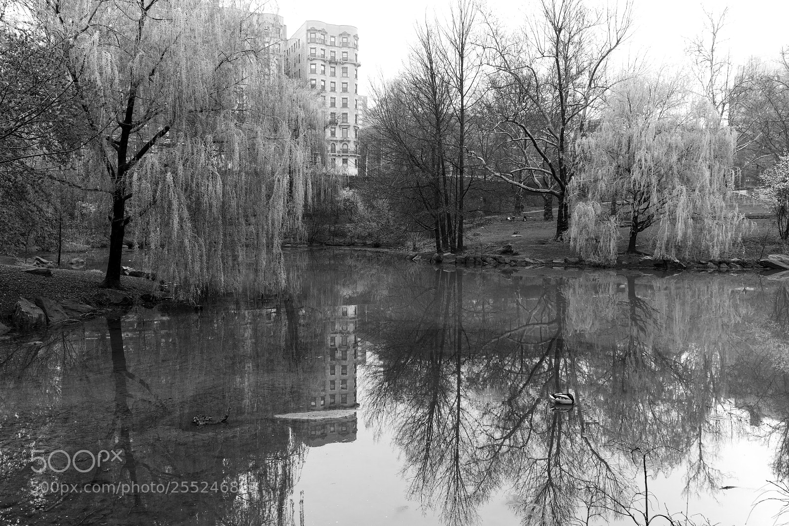 Sony a7R II sample photo. Willow to willow _ bw photography
