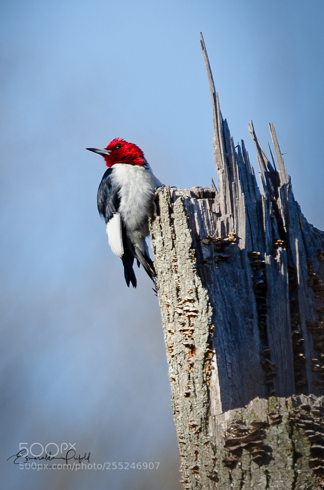 Nikon D7000 sample photo. Red-head woodpecker  photography