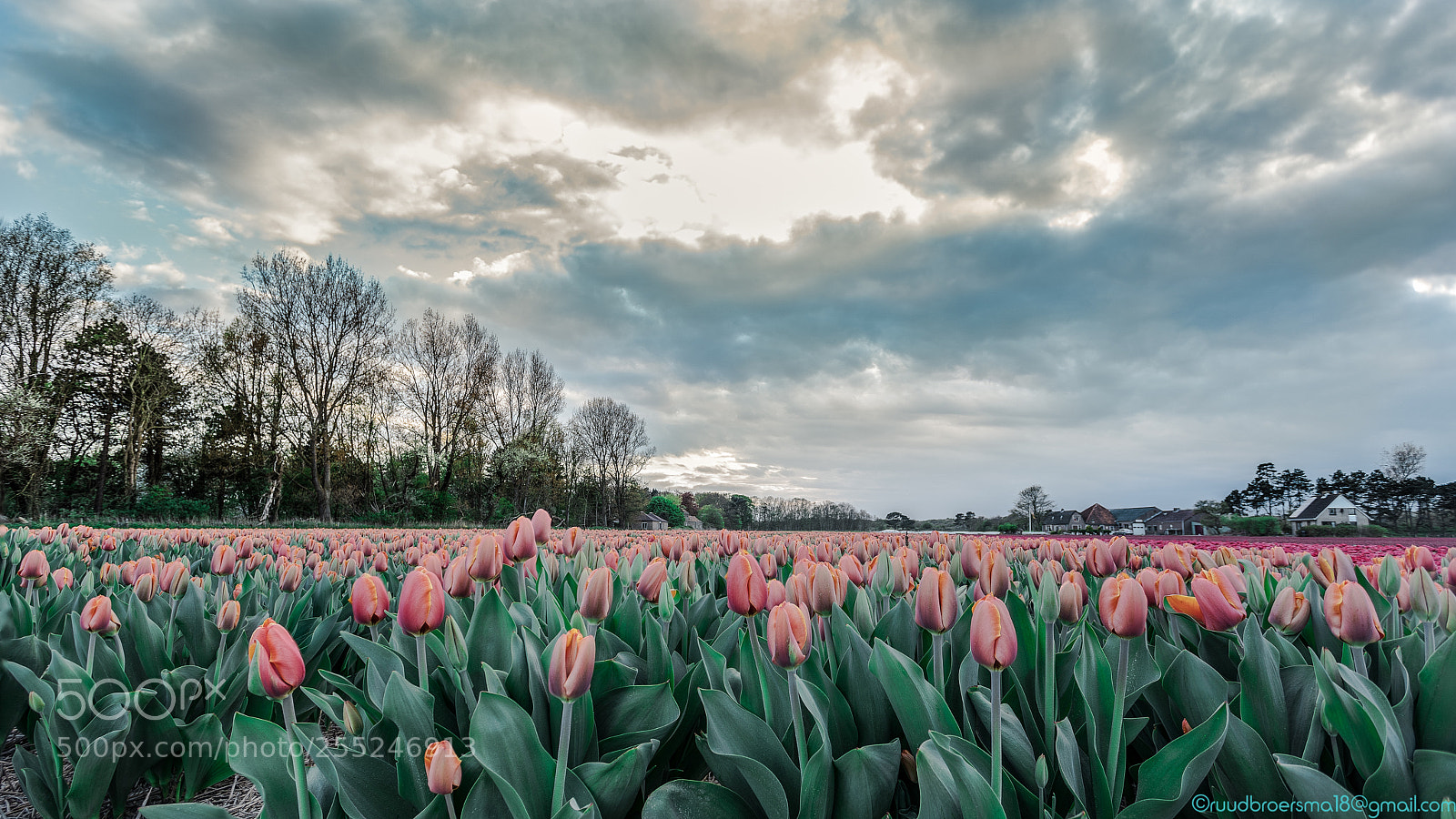 Sony a7 III sample photo. Holland tulips photography