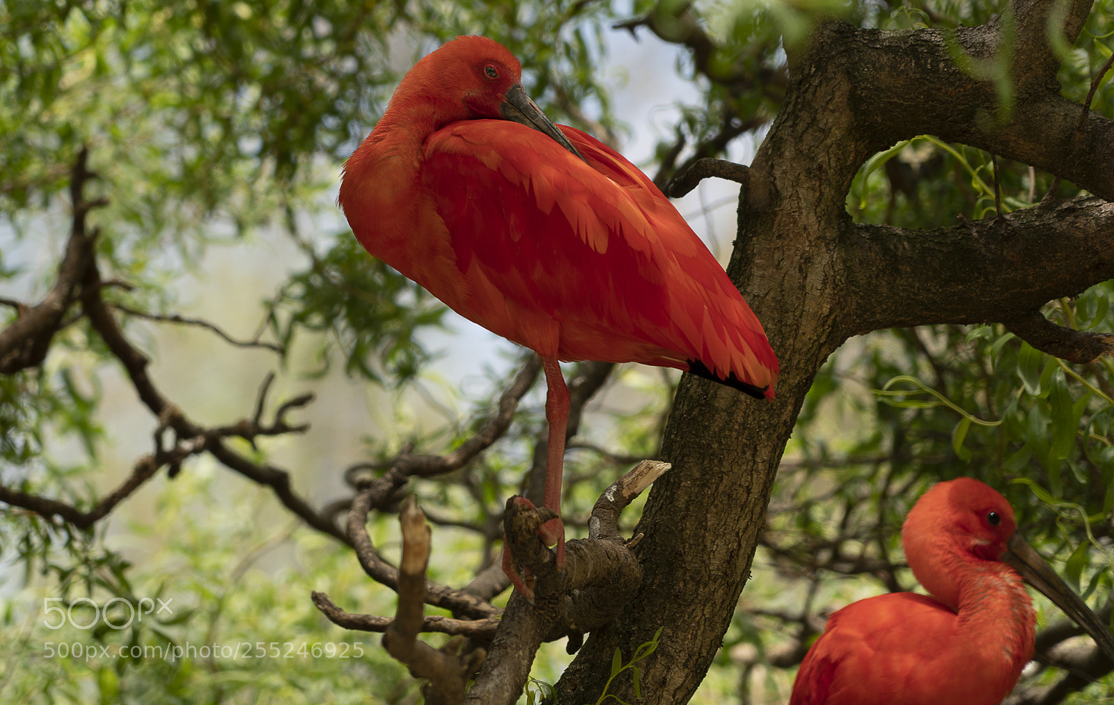 Sony a7R III sample photo. Scarlet ibis photography