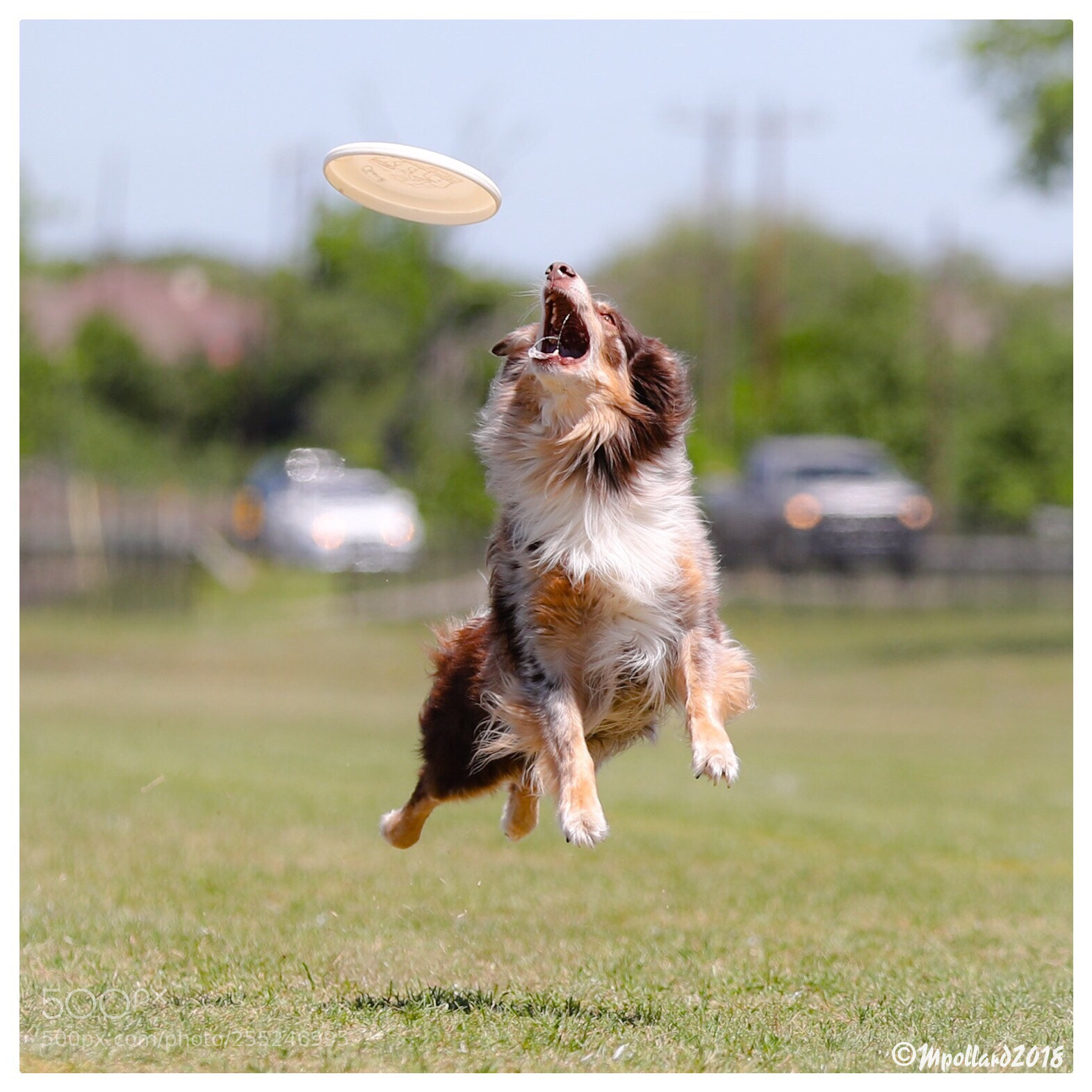Canon EOS-1D X Mark II sample photo. Frisbee dog photography