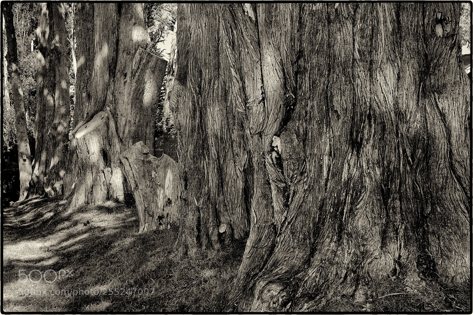 Fujifilm X100T sample photo. Cypress trunks photography
