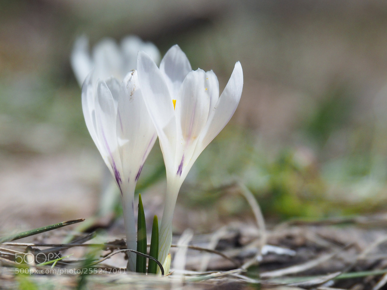 Olympus OM-D E-M10 II sample photo. Crochi photography