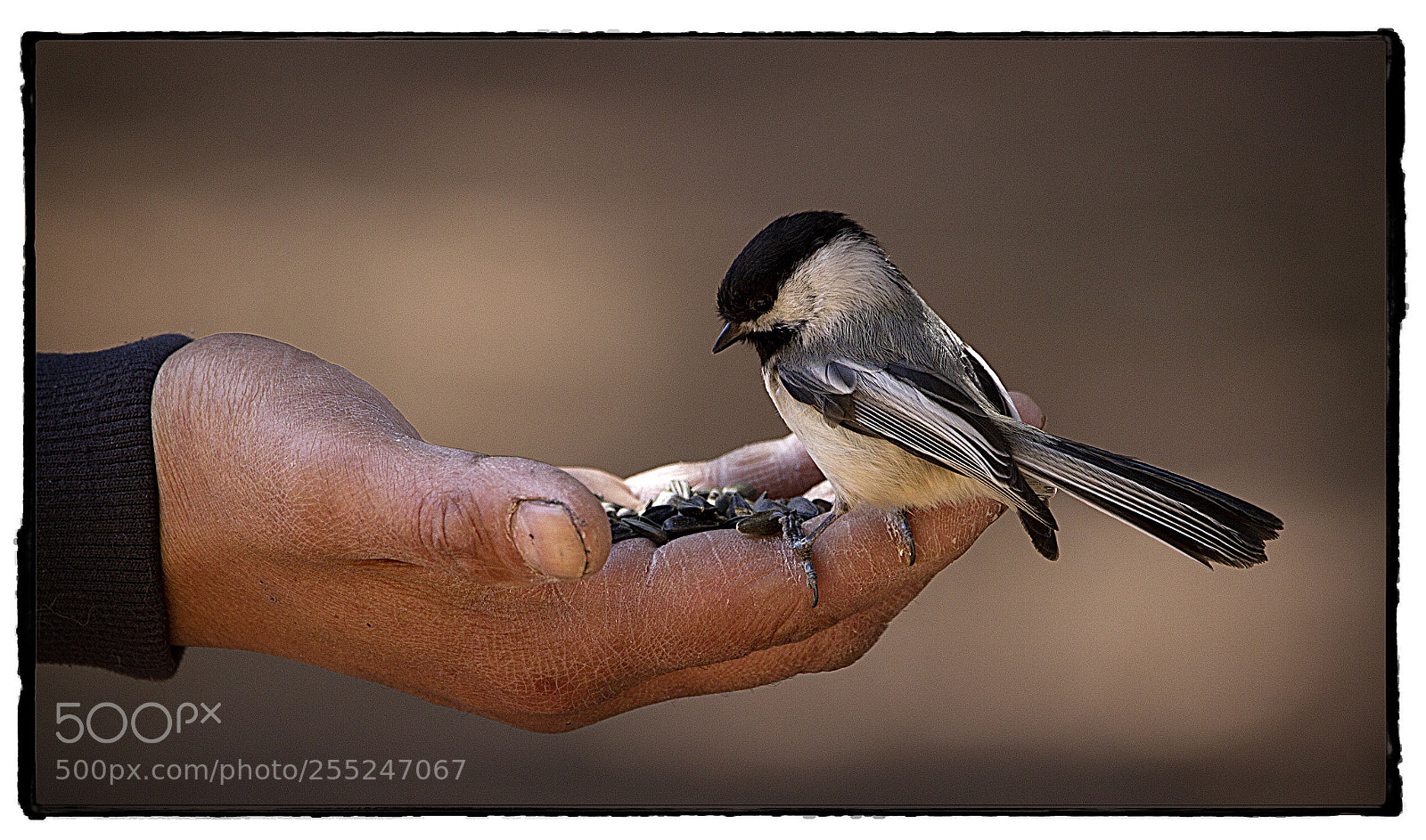 Canon EOS 7D sample photo. Sitting on the hand photography