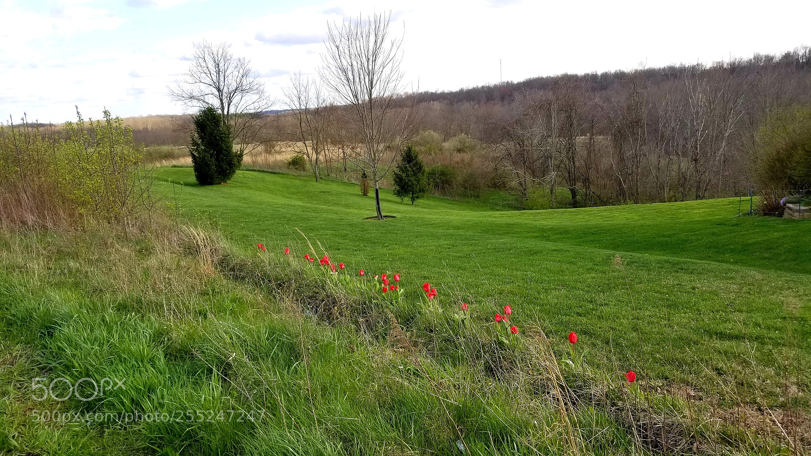 Samsung Galaxy S8 sample photo. Tulips-郁金香 photography