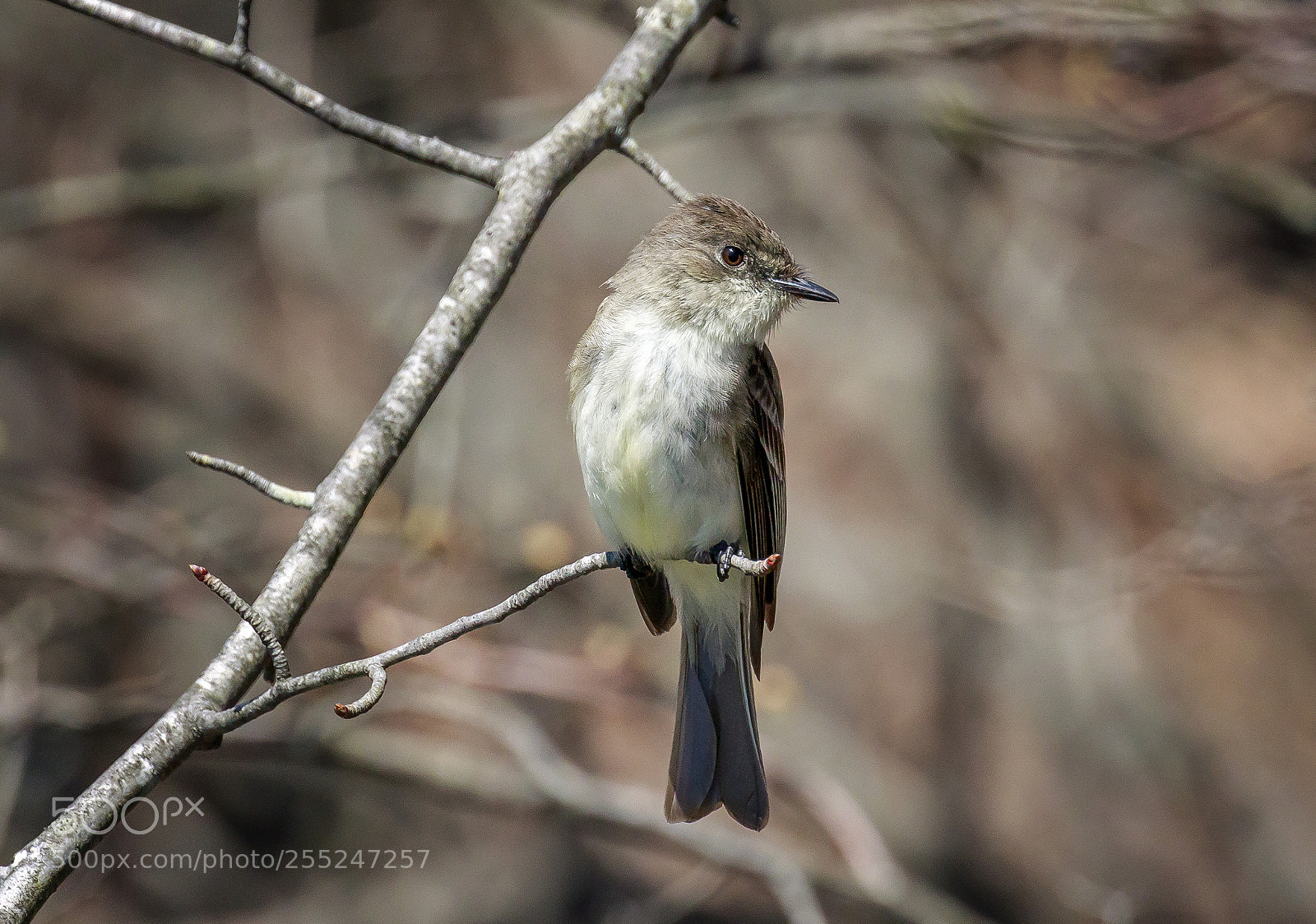 Canon EOS 7D Mark II sample photo. A cute bird photography