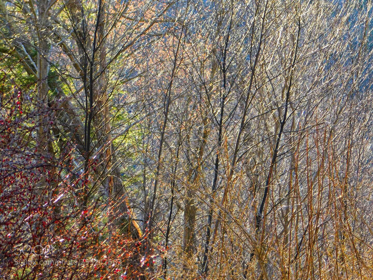 Nikon Coolpix B500 sample photo. Spring on the mountain photography