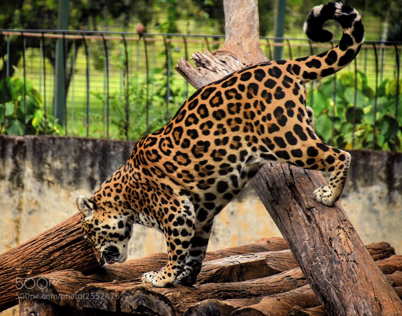 Nikon D5500 sample photo. Jaguar
 photography