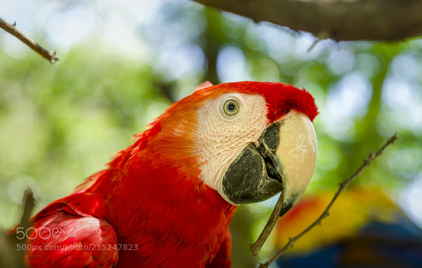 Sony a6300 sample photo. Macaw parrot photography