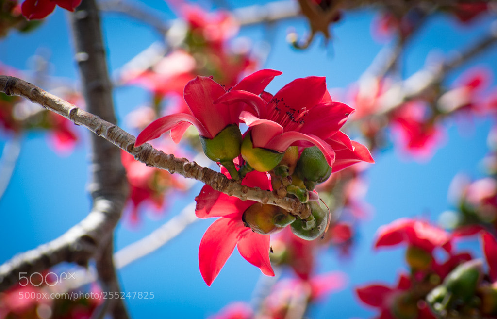 Nikon D3400 sample photo. Untitled photography