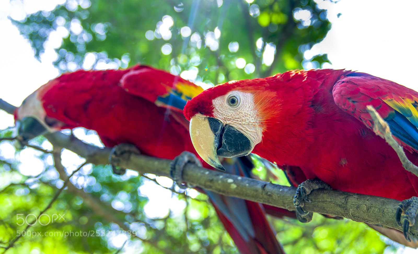 Sony a6300 sample photo. Macaw parrot photography