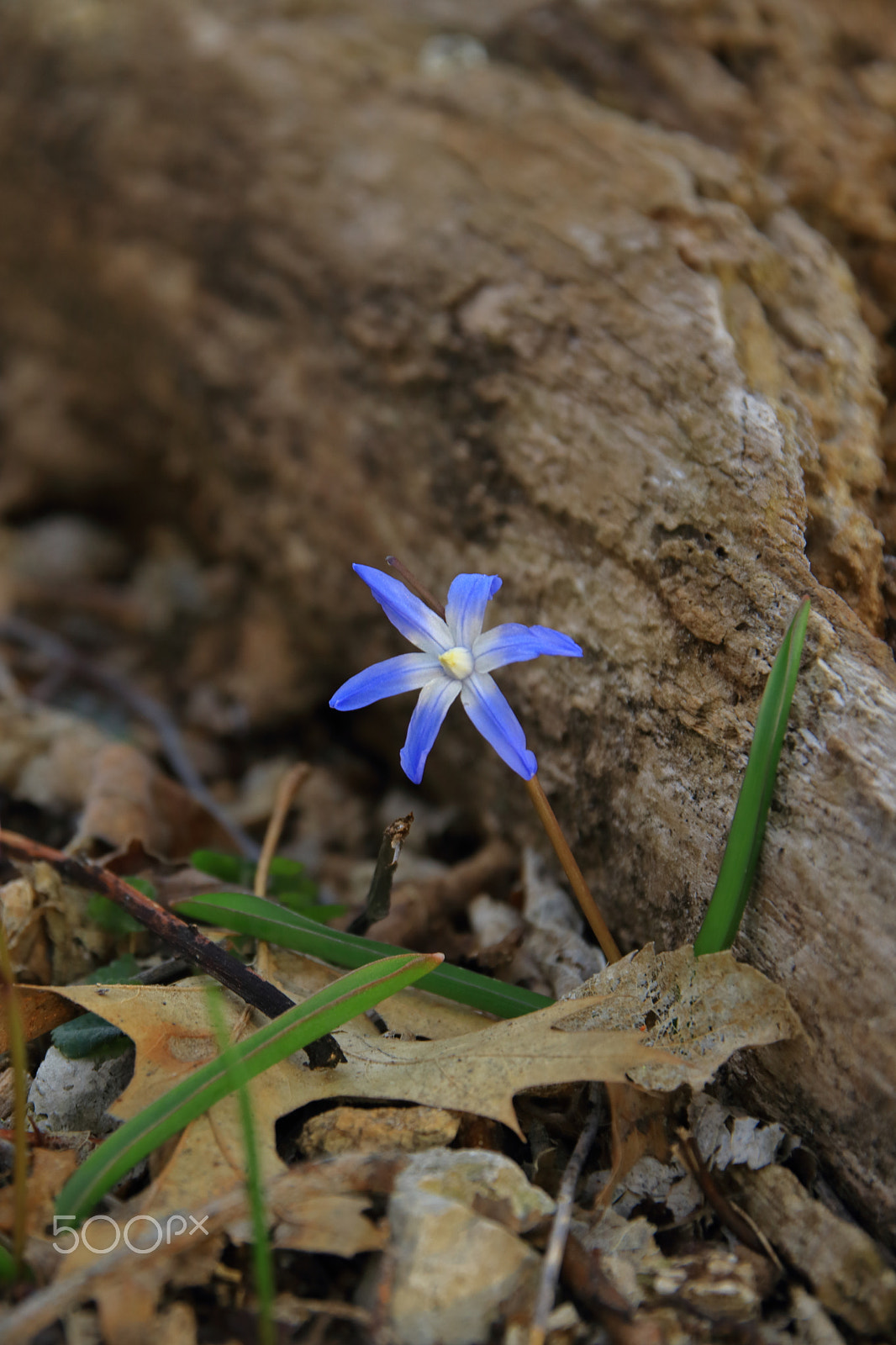 Canon EOS 80D sample photo. Spring photography