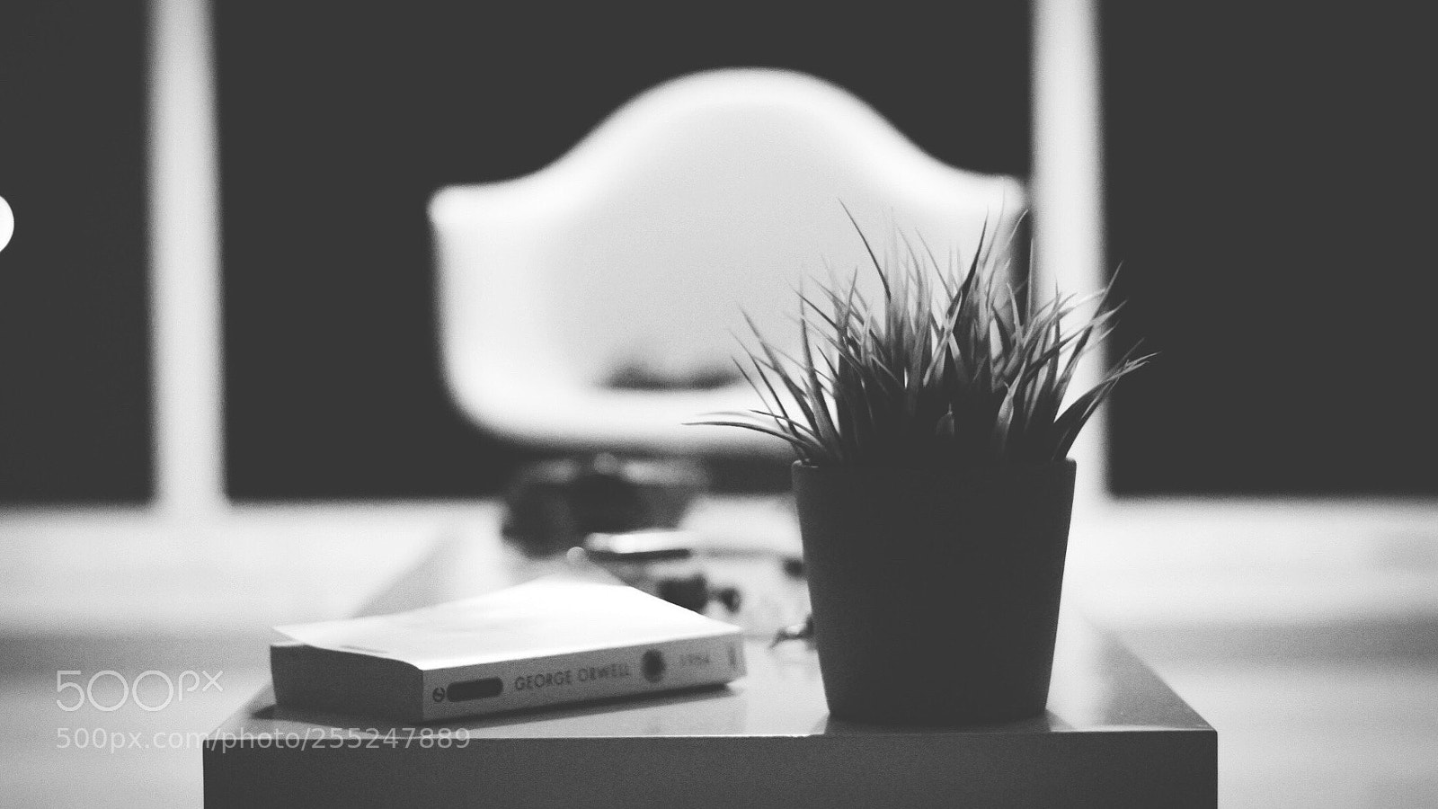 Nikon D5500 sample photo. Living  photography