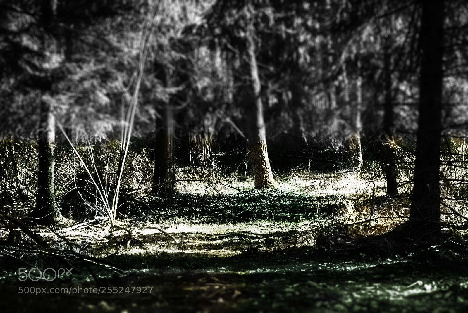 Sony Alpha DSLR-A100 sample photo. Forest color photography