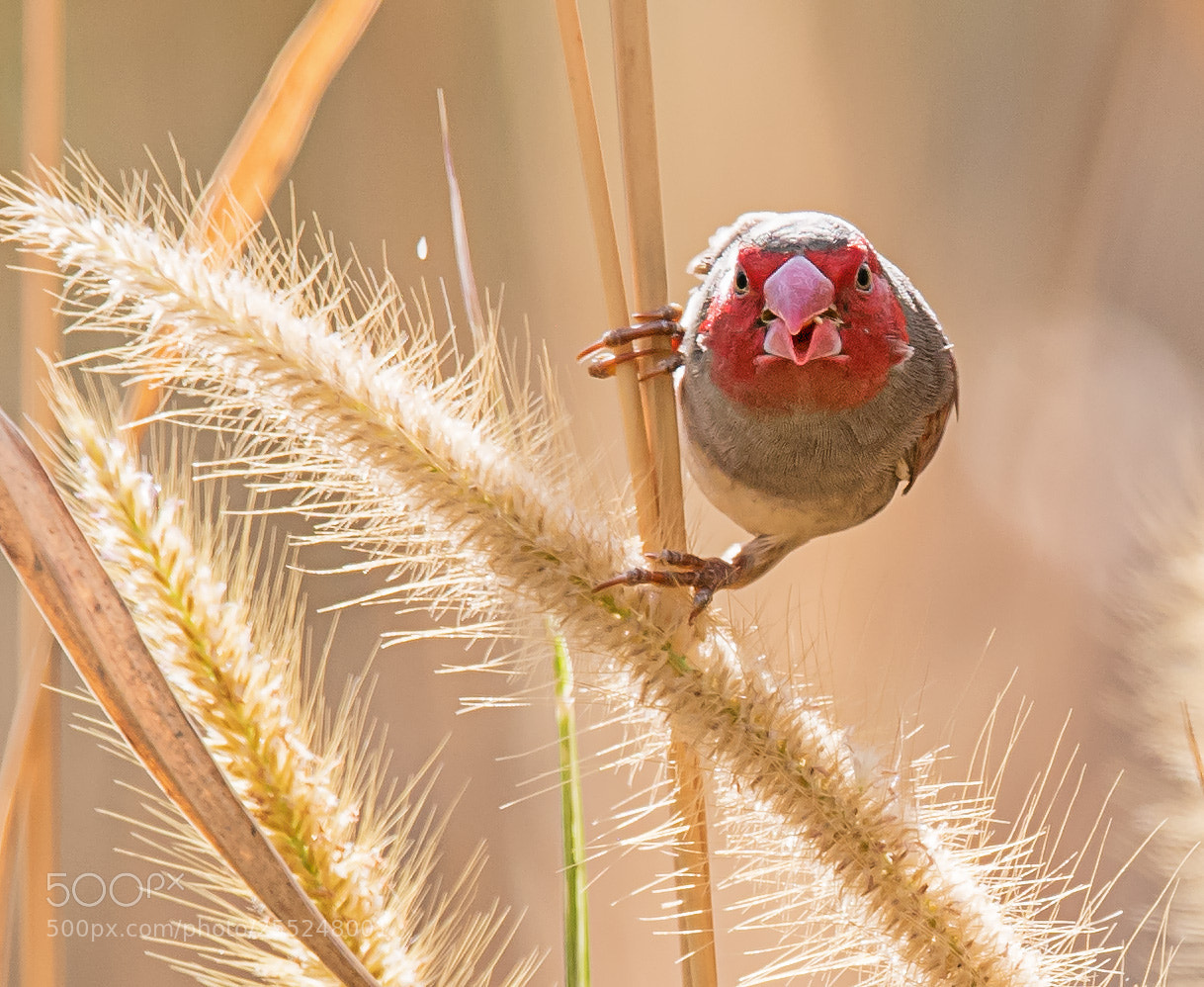 Nikon D5 sample photo. 赤胸星雀crimson finch photography