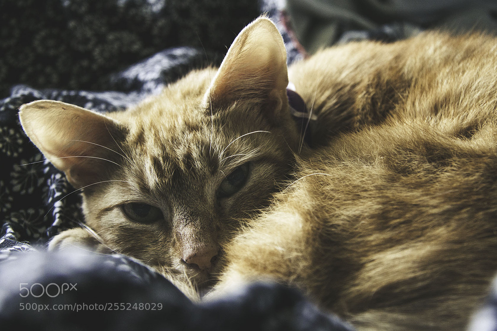 Canon EOS 50D sample photo. Sophie photography