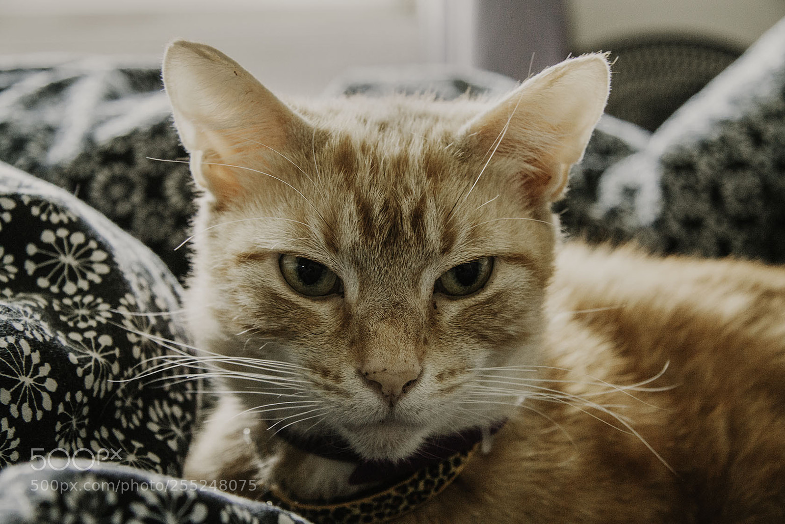 Canon EOS 50D sample photo. Queen sophie photography