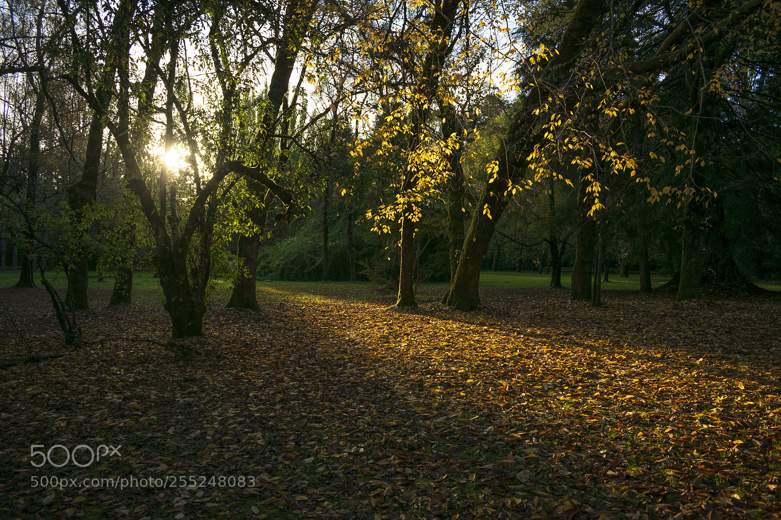 Nikon D3300 sample photo. Autumn embrace photography