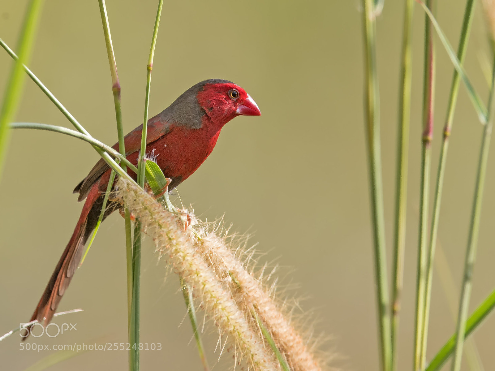 Nikon D5 sample photo. 赤胸星雀crimson finch photography