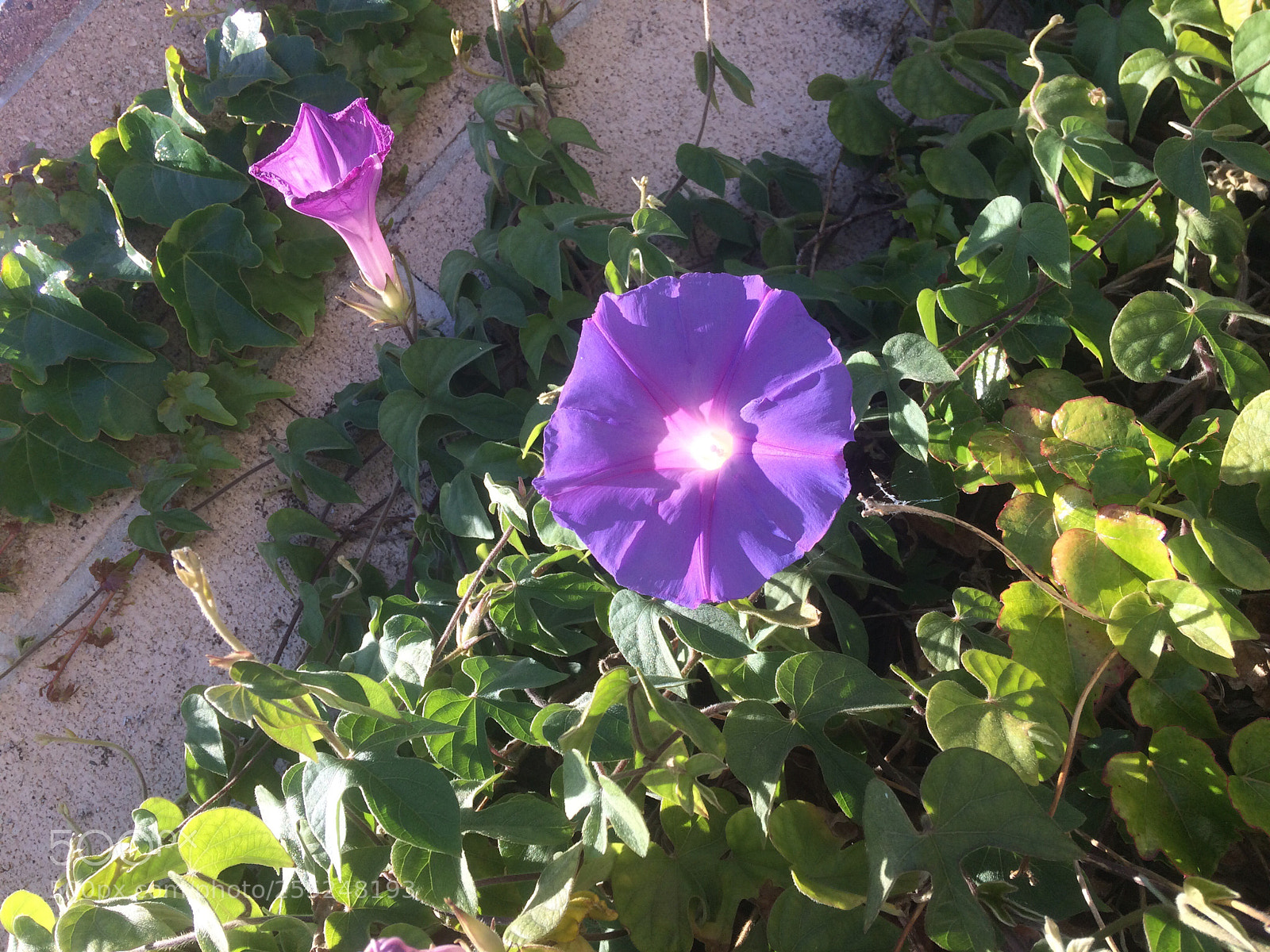 Apple iPhone 5s sample photo. Purple haze photography