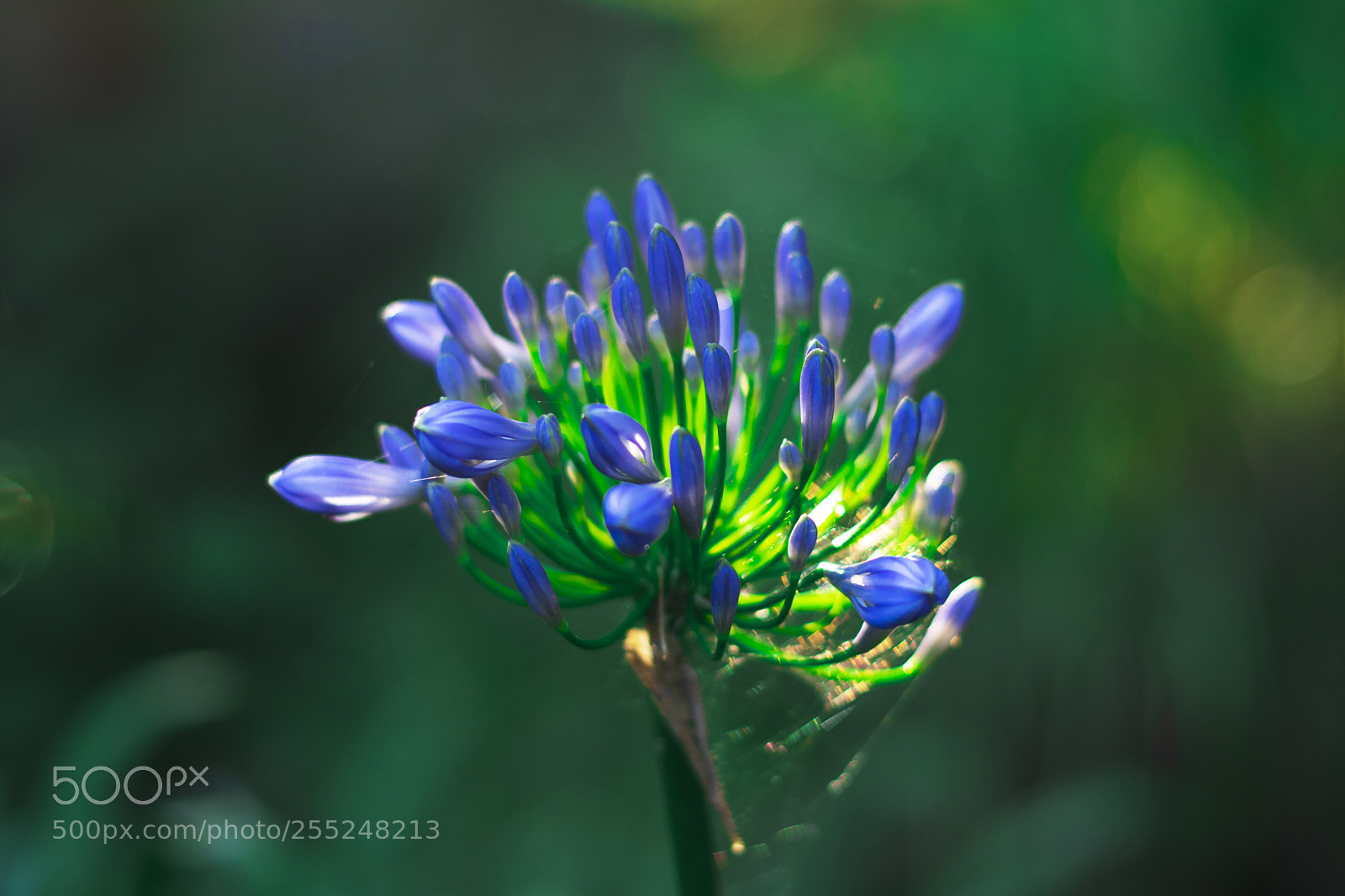 Nikon D3300 sample photo. Macro flower photography