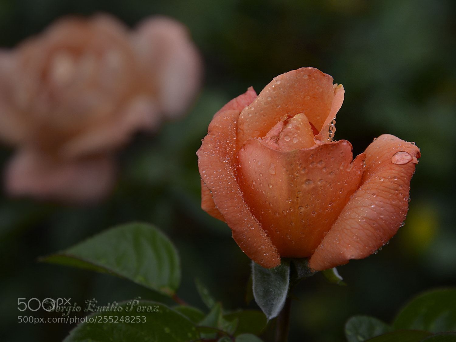 Nikon D5200 sample photo. I write your name... photography