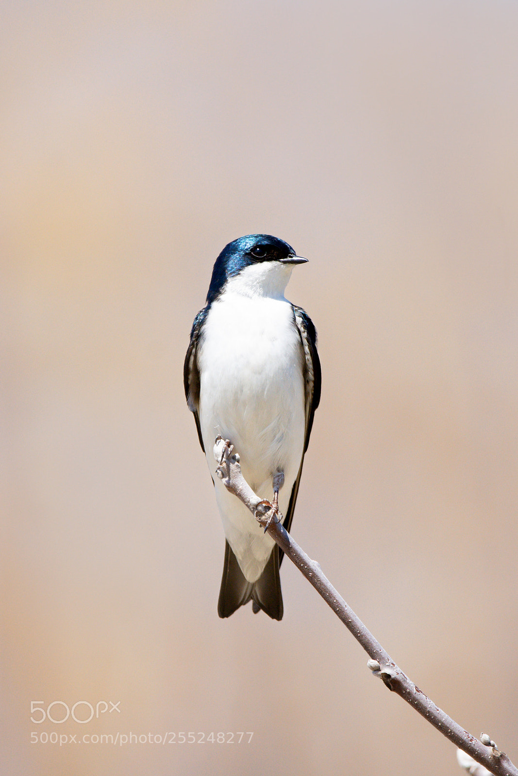 Nikon D7200 sample photo. Male tree swallow photography