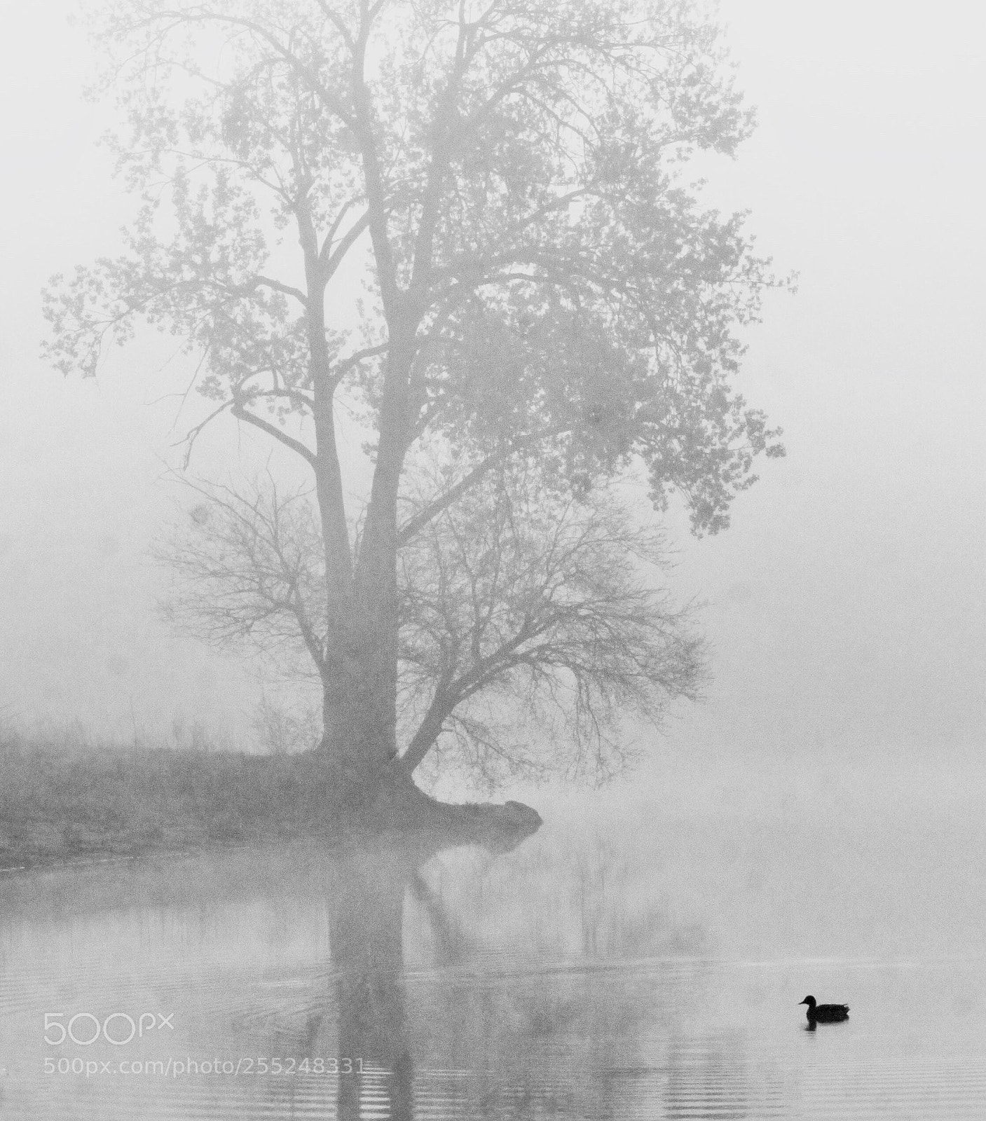Canon EOS 50D sample photo. Morning  fog photography