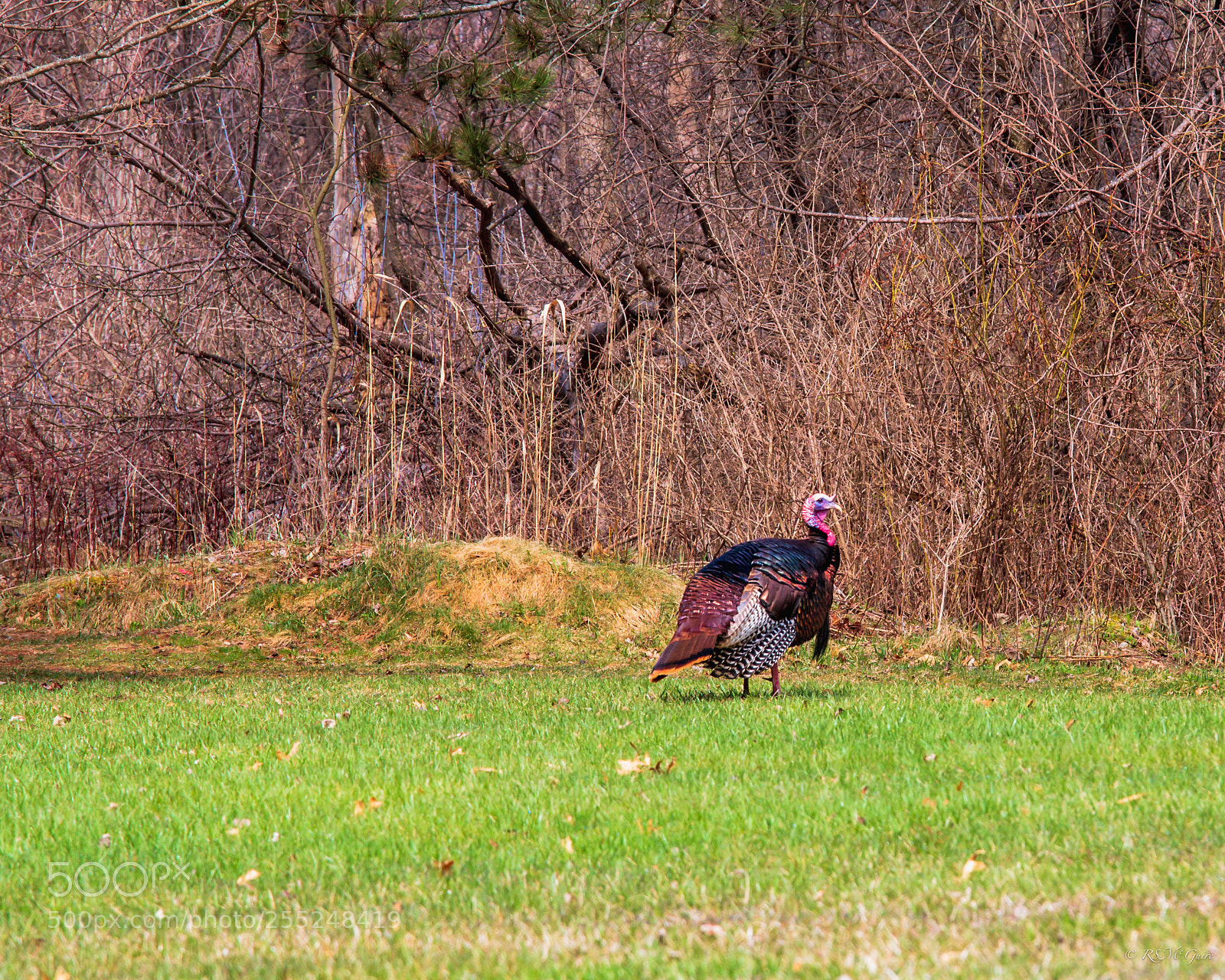 Canon EOS 70D sample photo. Wild turkey photography