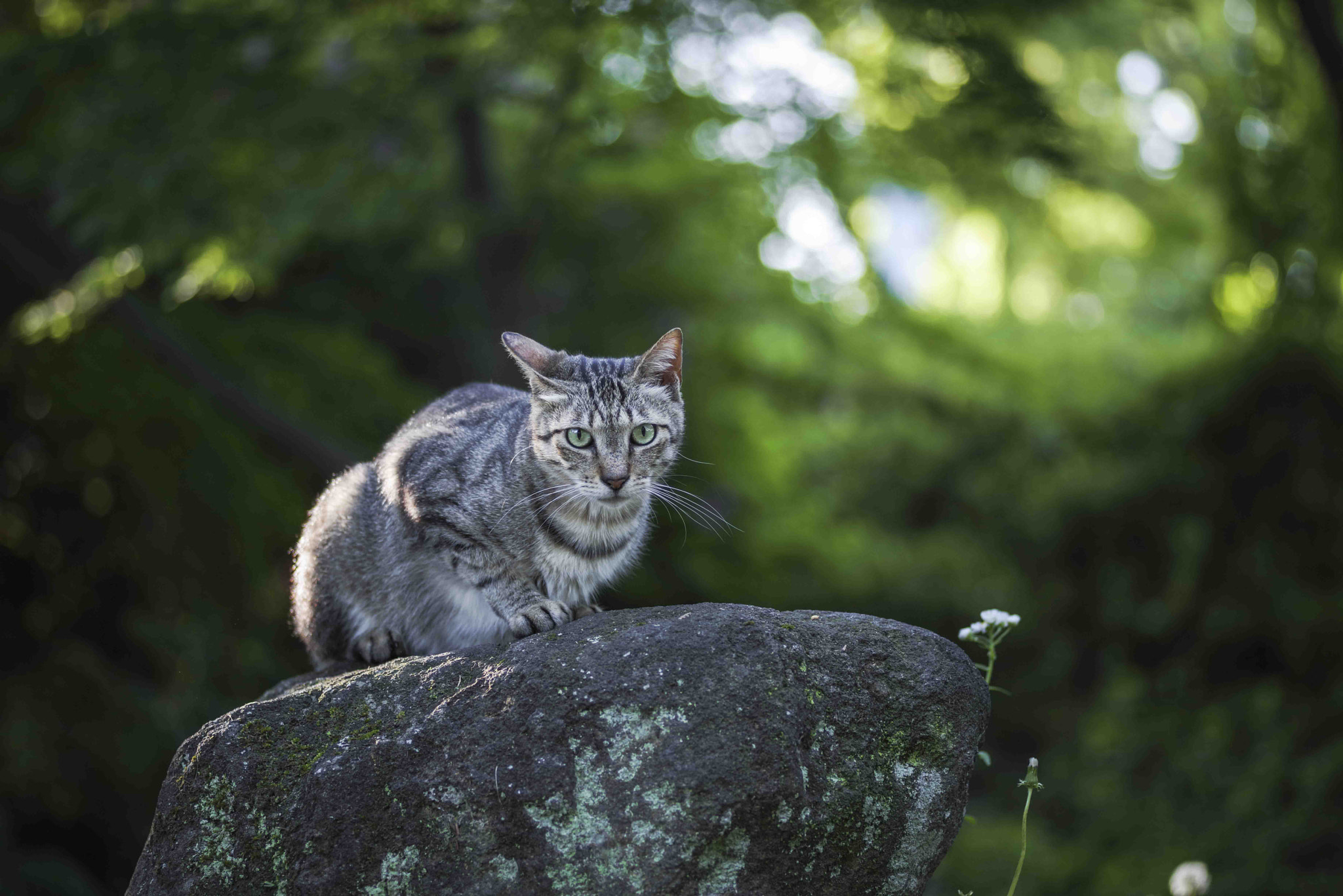 Pentax K-1 Mark II sample photo. A cat photography