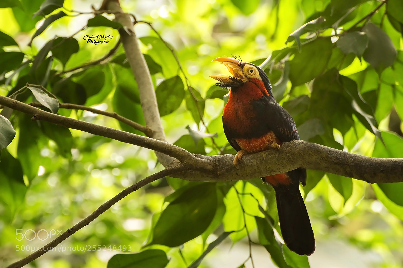 Canon EOS 100D (EOS Rebel SL1 / EOS Kiss X7) sample photo. Bearded barbet / lybius dubius photography