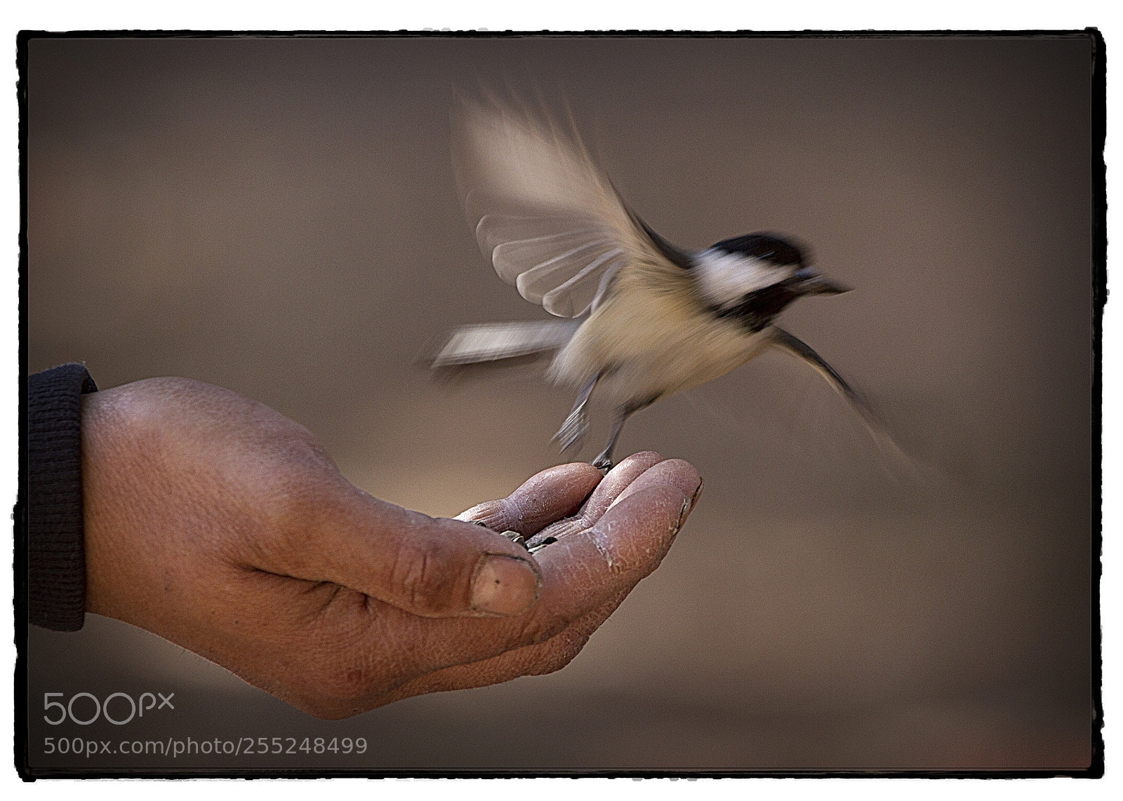 Canon EOS 7D sample photo. Flying from the hand photography
