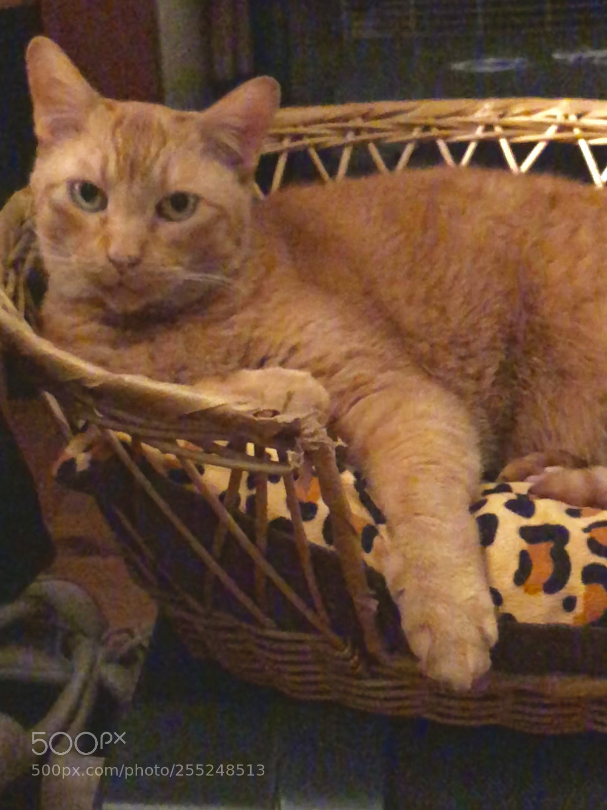Apple iPhone 8 Plus sample photo. It s a cat photography