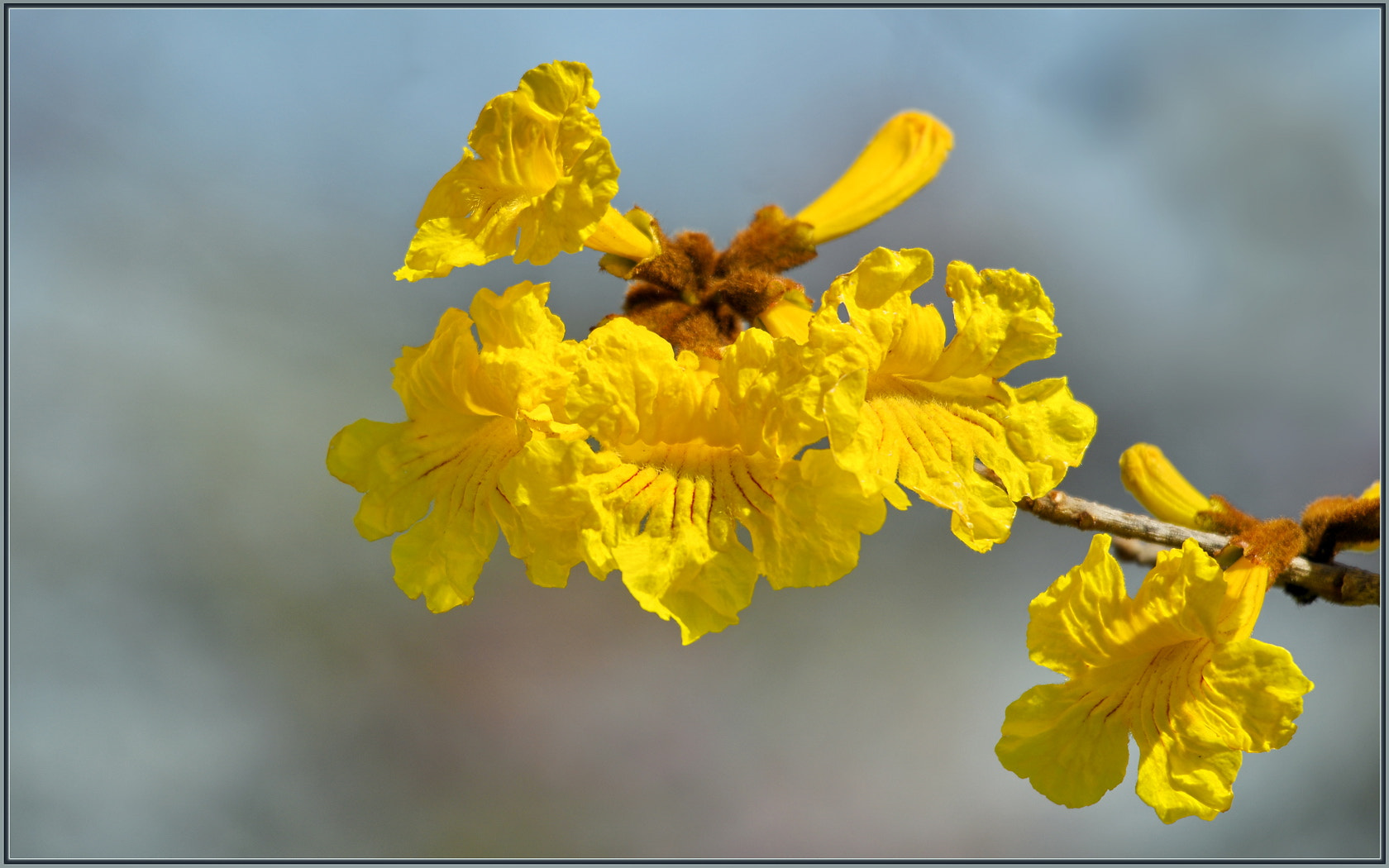 Sigma 120-400mm F4.5-5.6 DG OS HSM sample photo. Elder tree flowers photography