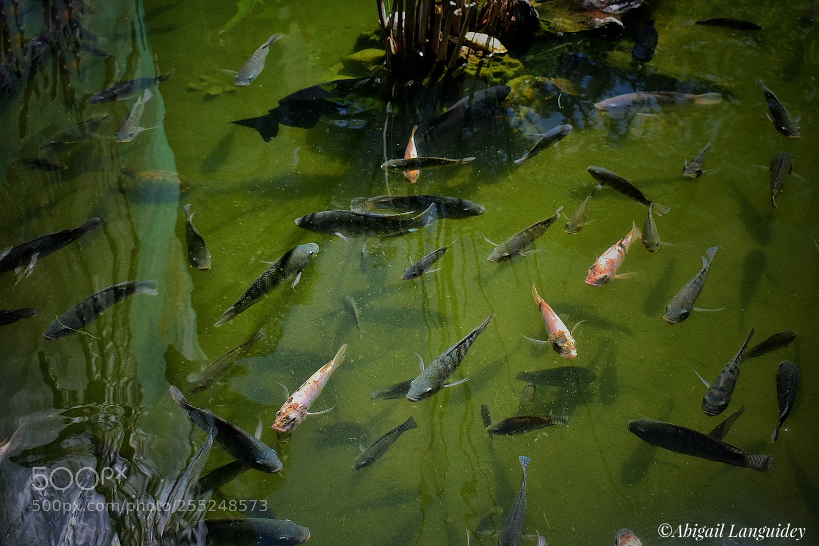 Nikon D3400 sample photo. Peces de agua dulce photography