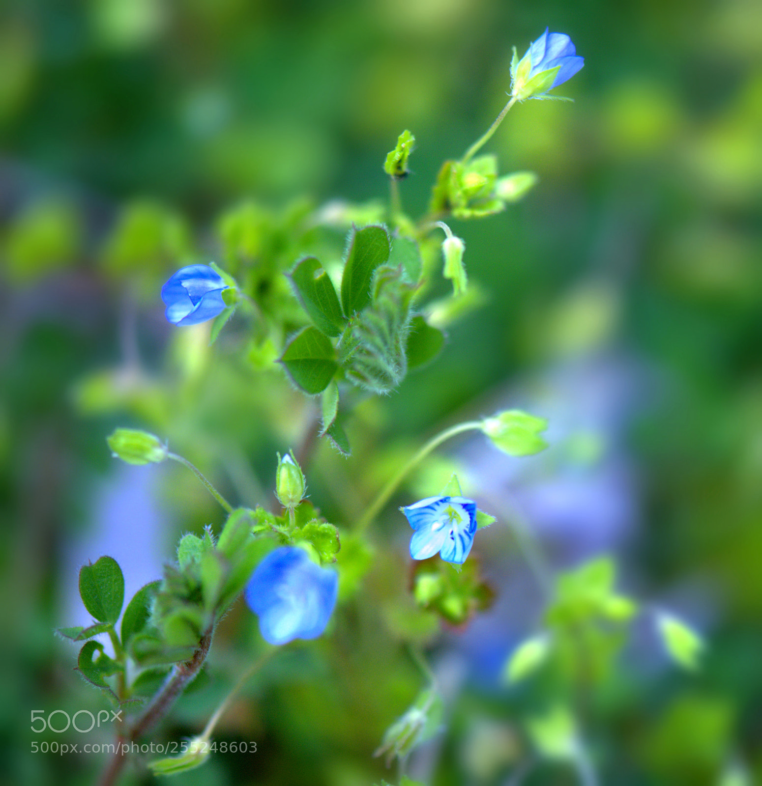 Nikon D800 sample photo. Flowers photography