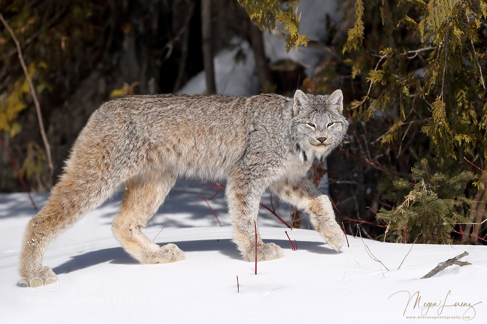 Canon EOS-1D X Mark II sample photo. Canada lynx photography