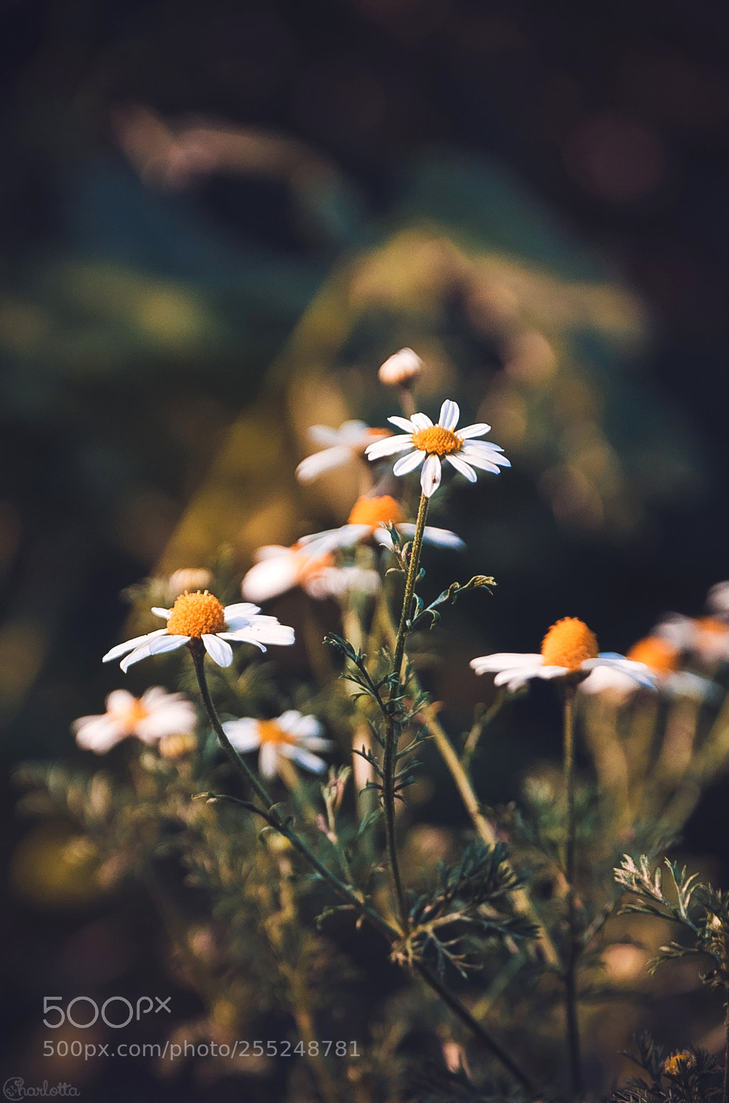 Nikon D90 sample photo. Chamomile photography