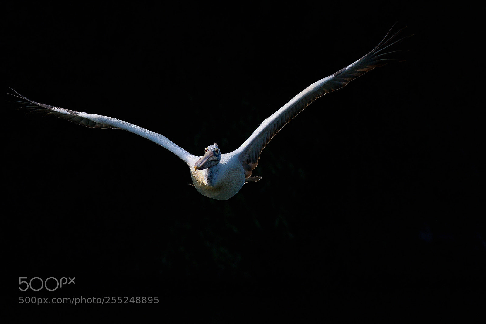 Nikon D850 sample photo. Spot billed pelican photography