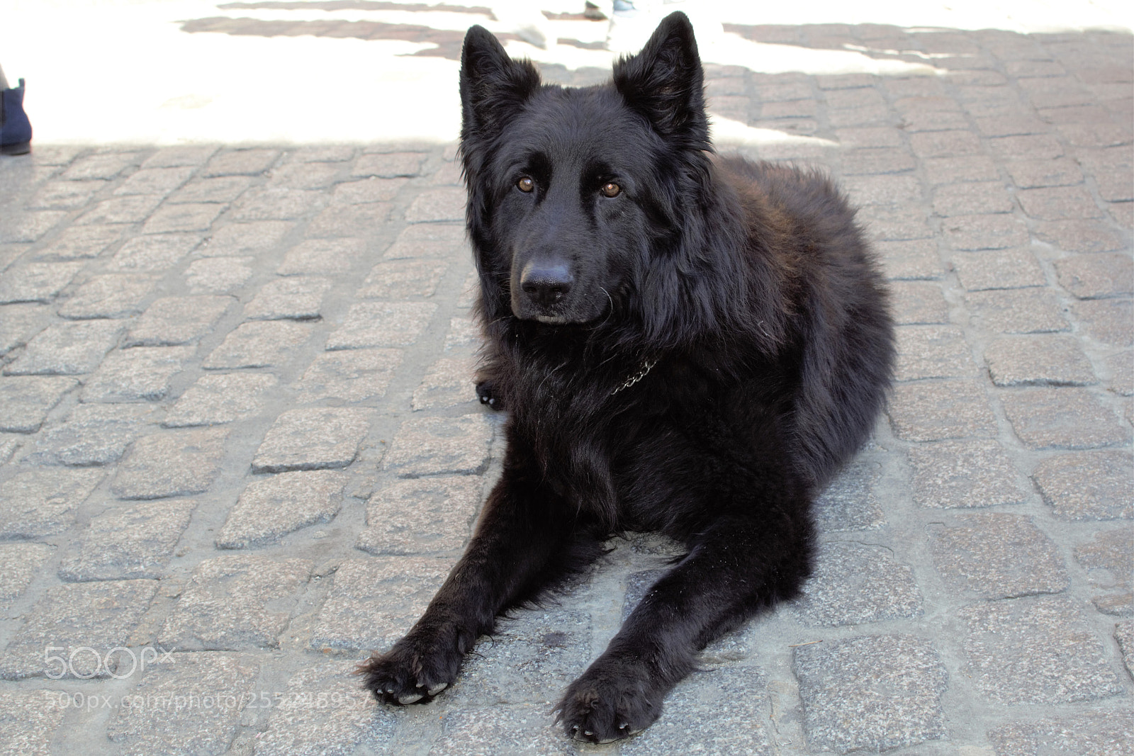 Nikon D5300 sample photo. Belgian shepherd - paris photography