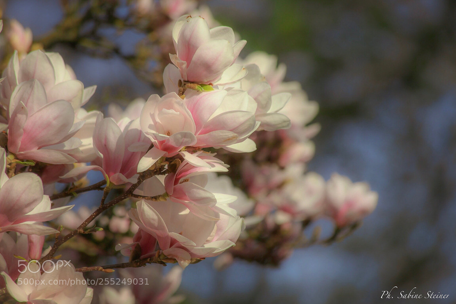 Canon EOS 5D Mark II sample photo. Magnolia  photography
